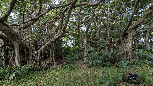 Thousand-footed banyan tree at Yachimun-kan, Ishigaki Island