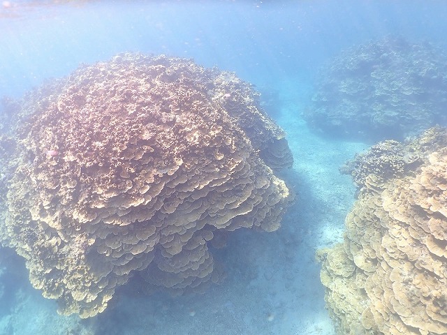 キャベツコーラル