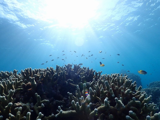 サンゴと魚