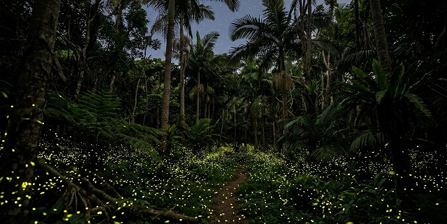 石垣島ホタル鑑賞ツアー
