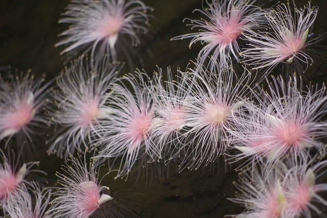 水面に浮かぶサガリバナ