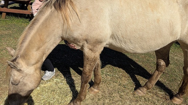 馬（クラウザーくん）