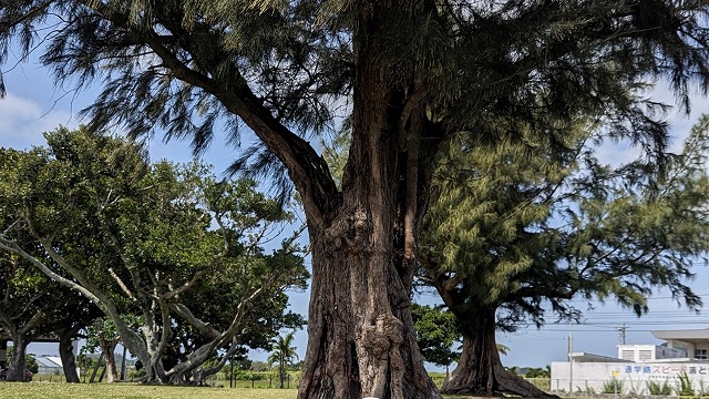 花粉のない石垣島