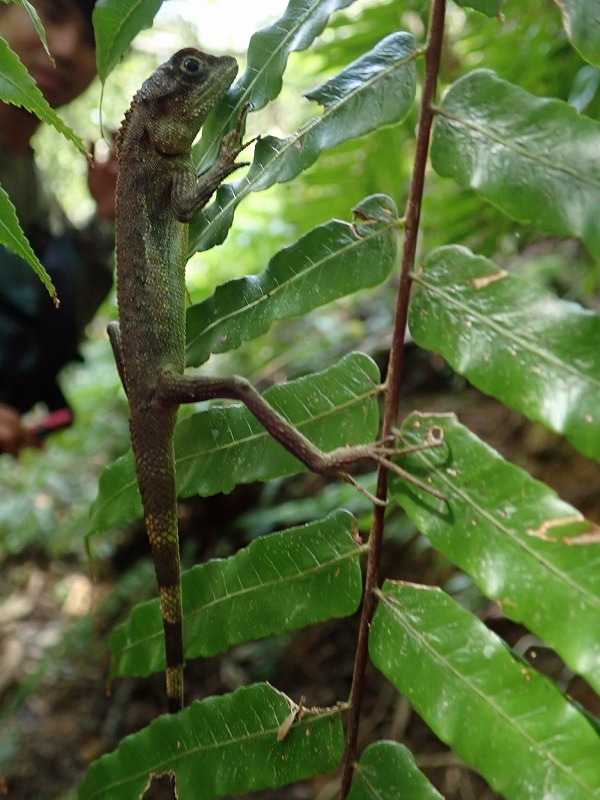 キノボリトカゲ