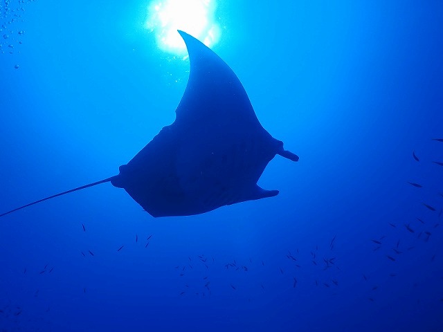 体験ダイビング