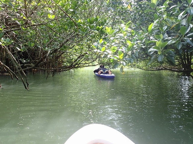 低い木のトンネル