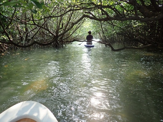 マングローブのトンネル