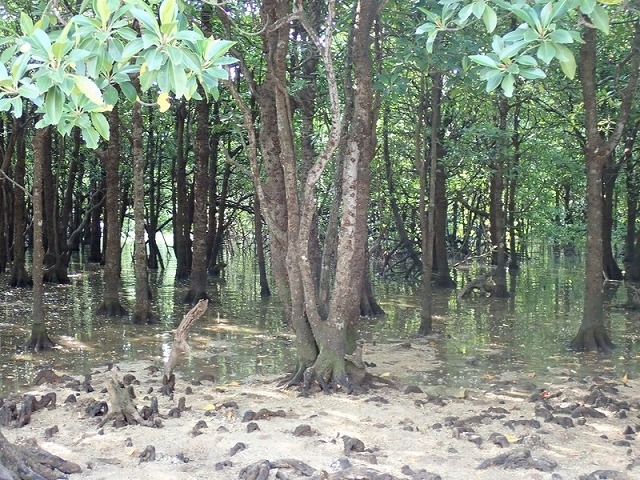 宮良川マングローブSUP