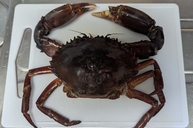 Nokogiri-gazami (Mud Crab) from Iriomote Island