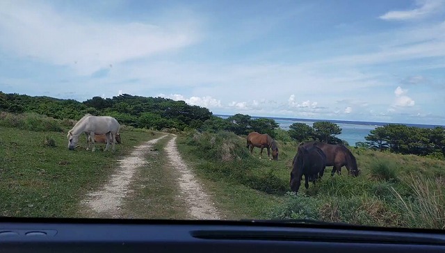 馬のいる中を車で走る