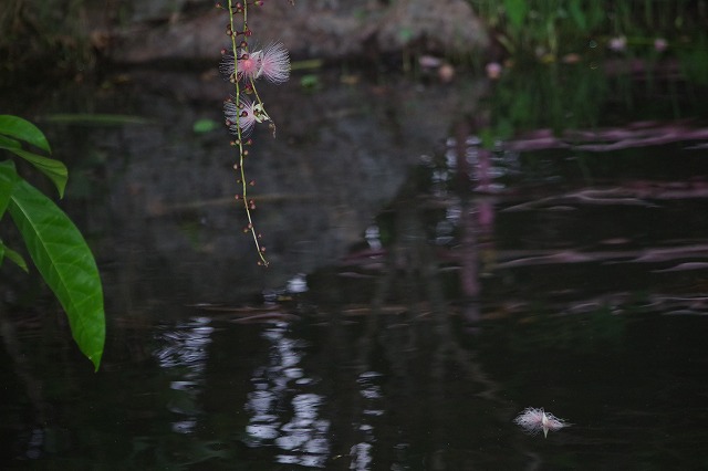水面とサガリバナ