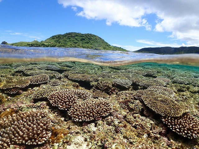 石垣島のサンゴ