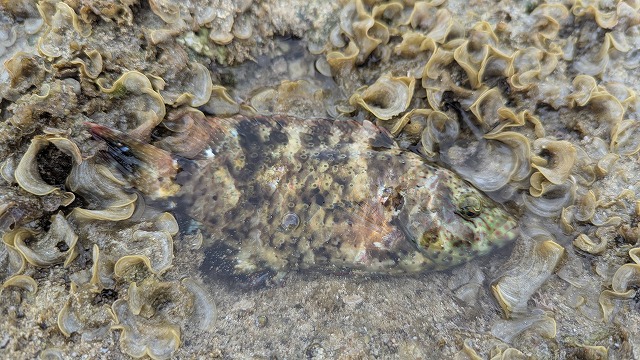 取り残された魚