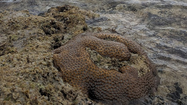 干潮時に干上がったサンゴ礁