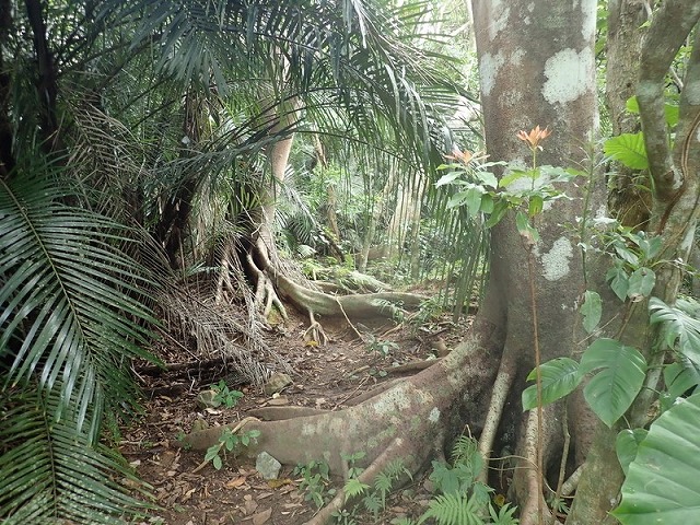 草木のトンネル