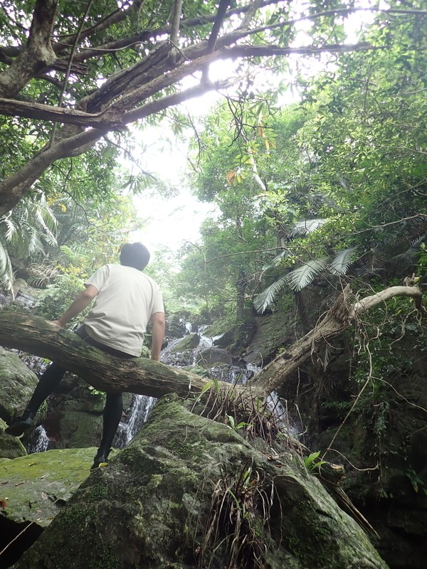 滝の前にある大きな木