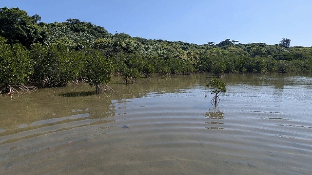 マングローブ遊歩道