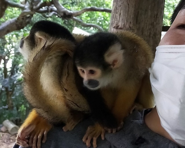 石垣やいま村の古民家