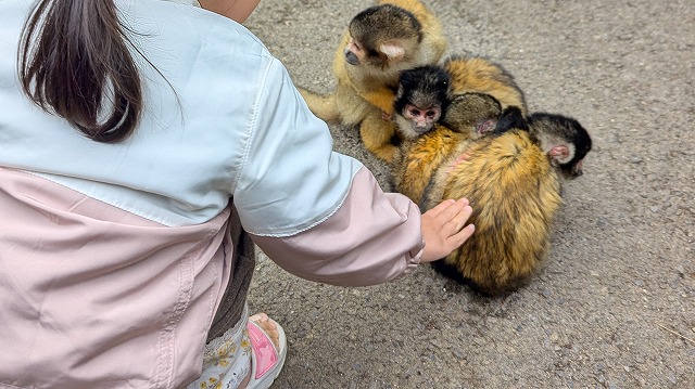 石垣やいま村のイメージ