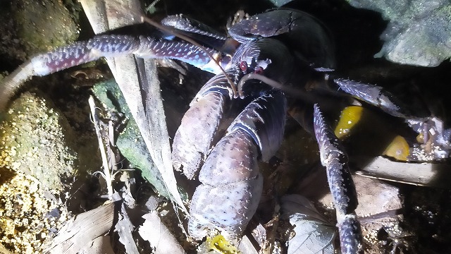Yashigani (Coconut Crab) from Iriomote Island